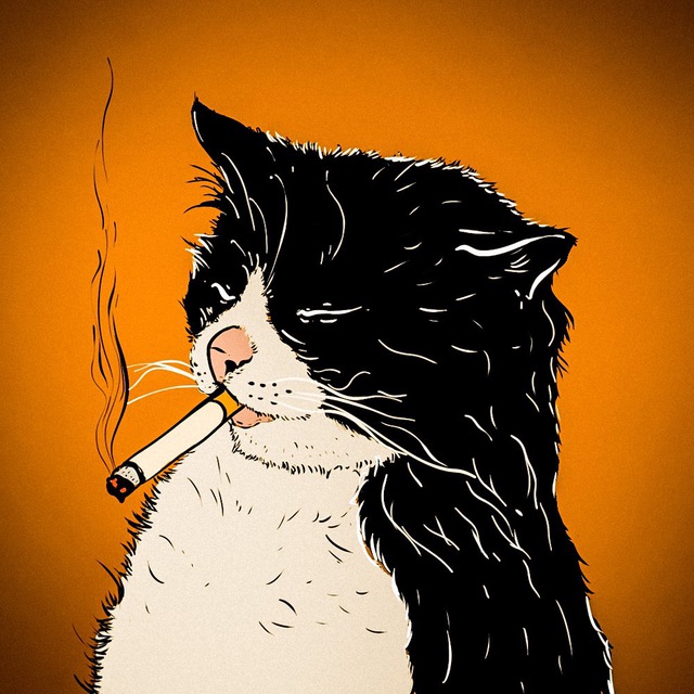 шерстяные проказники • коты's icon