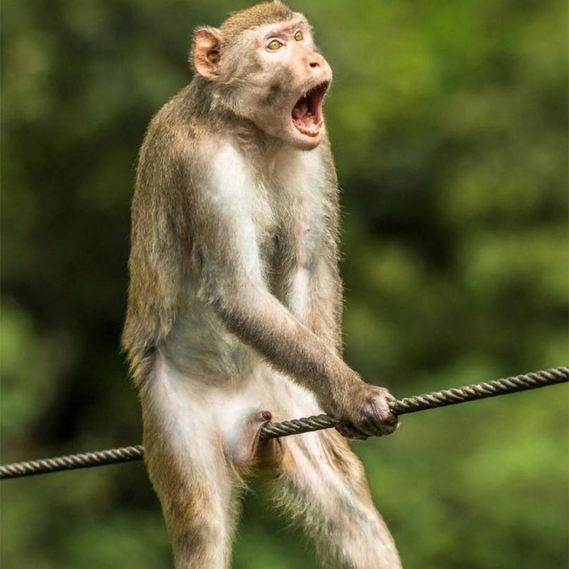 Funny Animals's icon