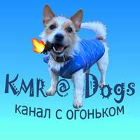 KMR@Dogs🐶's icon